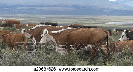 "Torres Del Paine National Park, Patagonia, Chile" View Large Photo Image Stock Photograph - "Torres Del Paine National Park, Patagonia, Chile". Fotosearch