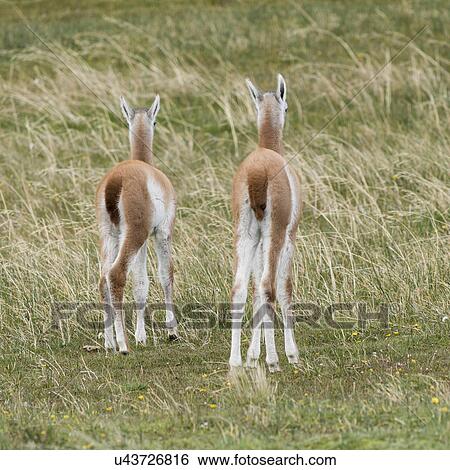 Stock Photograph - "Torres Del Paine National Park, Patagonia, Chile". Fotosearch