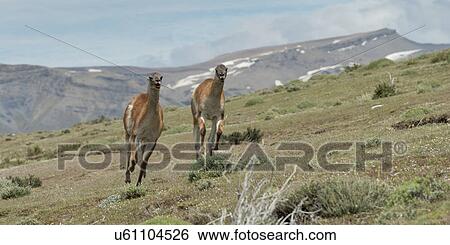 "Torres Del Paine National Park, Patagonia, Chile" View Large Photo Image Stock Photograph - "Torres Del Paine National Park, Patagonia, Chile". Fotosearch