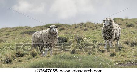 "Torres Del Paine National Park, Patagonia, Chile" View Large Photo Image Stock Photography - "Torres Del Paine National Park, Patagonia, Chile". Fotosearch