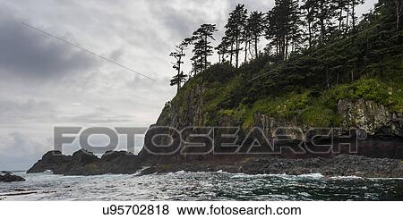 "Trees at the coast, Skeena-Queen Charlotte Regional District, Haida Gwaii, Graham Island, British Columbia, Canada" View Large Photo Image Stock Photo - "Trees at the coast, Skeena-Queen Charlotte Regional District, Haida Gwaii, Graham Island, British Columbia, Canada". Fotosearch