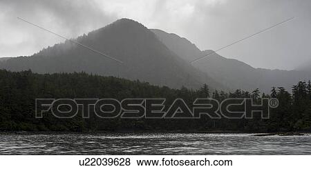 "Trees in a forest with mountain the background, Skeena-Queen Charlotte Regional District, Haida Gwaii, Graham Island, British Columbia, Canada" View Large Photo Image Stock Photo - "Trees in a forest with mountain the background, Skeena-Queen Charlotte Regional District, Haida Gwaii, Graham Island, British Columbia, Canada". Fotosearch