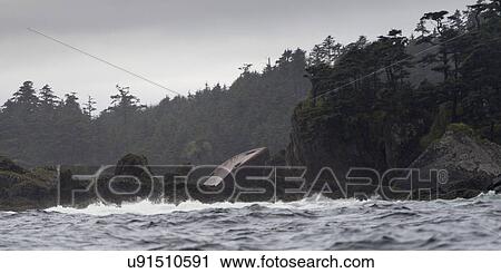 "Trees on an island, Skeena-Queen Charlotte Regional District, Haida Gwaii, Graham Island, British Columbia, Canada" View Large Photo Image Stock Image - "Trees on an island, Skeena-Queen Charlotte Regional District, Haida Gwaii, Graham Island, British Columbia, Canada". Fotosearch