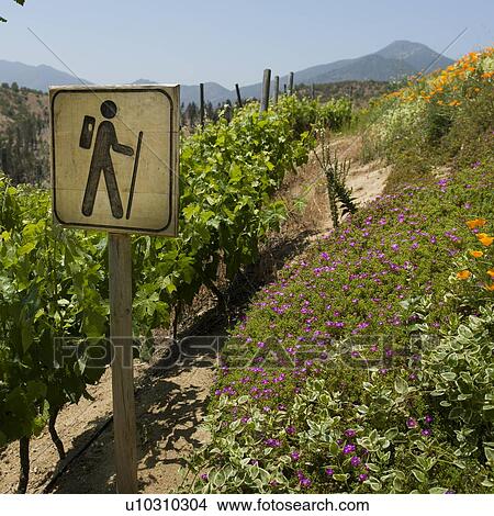 "View of a vineyard in Casablanca Valley, Chile" View Large Photo Image Picture - "View of a vineyard in Casablanca Valley, Chile". Fotosearch