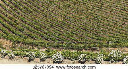 "View of a vineyard in Casablanca Valley, Chile" View Large Photo Image Picture - "View of a vineyard in Casablanca Valley, Chile". Fotosearch