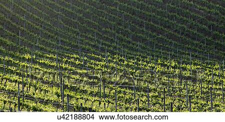 Picture - "View of a vineyard in Casablanca Valley, Chile". Fotosearch