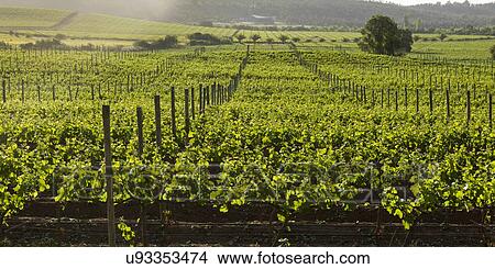 "View of a vineyard in Casablanca Valley, Chile" View Large Photo Image Picture - "View of a vineyard in Casablanca Valley, Chile". Fotosearch