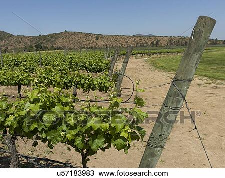"View of a vineyard in Casablanca Valley, Chile" View Large Photo Image Stock Image - "View of a vineyard in Casablanca Valley, Chile". Fotosearch