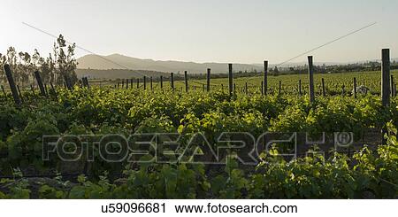 "View of a vineyard in Casablanca Valley, Chile" View Large Photo Image Stock Image - "View of a vineyard in Casablanca Valley, Chile". Fotosearch