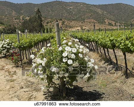 "View of a vineyard in Casablanca Valley, Chile" View Large Photo Image Stock Image - "View of a vineyard in Casablanca Valley, Chile". Fotosearch