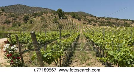 "View of a vineyard in Casablanca Valley, Chile" View Large Photo Image Stock Photo - "View of a vineyard in Casablanca Valley, Chile". Fotosearch