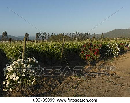 "View of a vineyard in Casablanca Valley, Chile" View Large Photo Image Stock Photo - "View of a vineyard in Casablanca Valley, Chile". Fotosearch