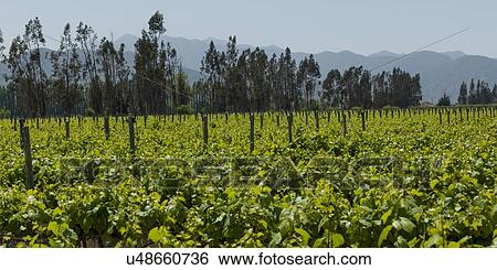 "View of a vineyard in Casablanca Valley, Chile" View Large Photo Image Stock Photograph - "View of a vineyard in Casablanca Valley, Chile". Fotosearch