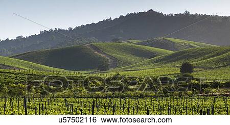 Stock Photograph - "View of a vineyard in Casablanca Valley, Chile". Fotosearch