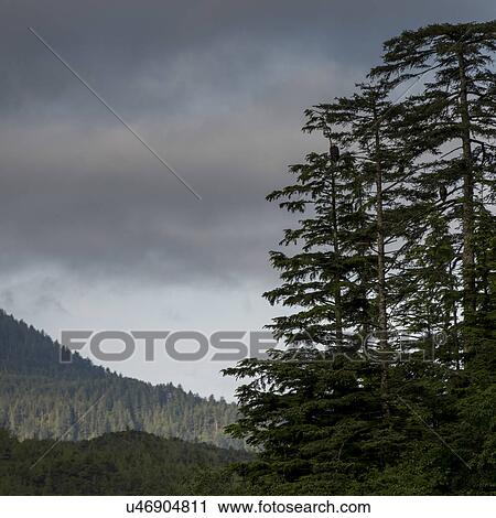 "View of Evergreen trees with mountains, Skeena-Queen Charlotte Regional District, Haida Gwaii, Graham Island, British Columbia, Canada" View Large Photo Image Stock Image - "View of Evergreen trees with mountains, Skeena-Queen Charlotte Regional District, Haida Gwaii, Graham Island, British Columbia, Canada". Fotosearch