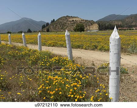 "View of flowers in field in Casablanca Valley, Chile" View Large Photo Image Stock Image - "View of flowers in field in Casablanca Valley, Chile". Fotosearch