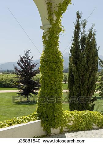 "View of vegetation in Casablanca Valley, Chile" View Large Photo Image Stock Image - "View of vegetation in Casablanca Valley, Chile". Fotosearch