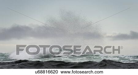 Stock Image - "Waves in the Pacific Ocean, Skeena-Queen Charlotte Regional District, Haida Gwaii, Graham Island, British Columbia, Canada". Fotosearch
