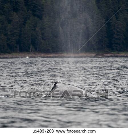 "Whale exhaling through blowhole in Pacific Ocean, Skeena-Queen Charlotte Regional District, Haida Gwaii, Graham Island, British Columbia, Canada" View Large Photo Image Stock Image - "Whale exhaling through blowhole in Pacific Ocean, Skeena-Queen Charlotte Regional District, Haida Gwaii, Graham Island, British Columbia, Canada". Fotosearch