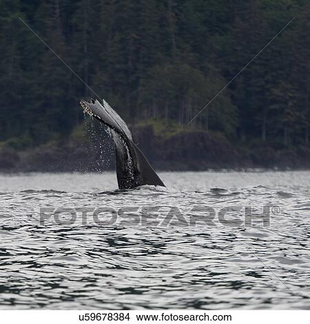 "Whale in Pacific Ocean, Skeena-Queen Charlotte Regional District, Haida Gwaii, Graham Island, British Columbia, Canada" View Large Photo Image Picture - "Whale in Pacific Ocean, Skeena-Queen Charlotte Regional District, Haida Gwaii, Graham Island, British Columbia, Canada". Fotosearch
