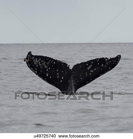 "Whale in Pacific Ocean, Skeena-Queen Charlotte Regional District, Haida Gwaii, Graham Island, British Columbia, Canada" View Large Photo Image Stock Image - "Whale in Pacific Ocean, Skeena-Queen Charlotte Regional District, Haida Gwaii, Graham Island, British Columbia, Canada". Fotosearch