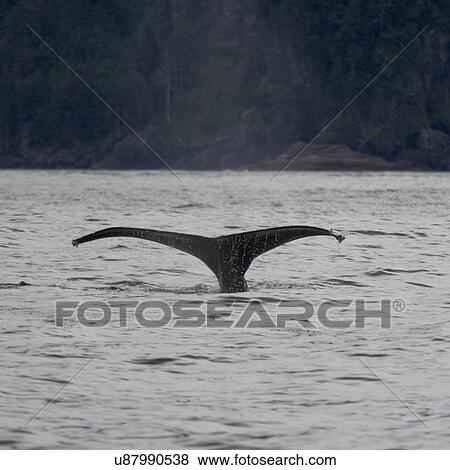 "Whale in Pacific Ocean, Skeena-Queen Charlotte Regional District, Haida Gwaii, Graham Island, British Columbia, Canada" View Large Photo Image Stock Photo - "Whale in Pacific Ocean, Skeena-Queen Charlotte Regional District, Haida Gwaii, Graham Island, British Columbia, Canada". Fotosearch