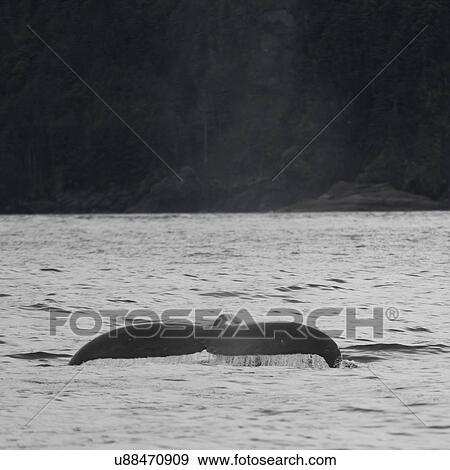 "Whale in Pacific Ocean, Skeena-Queen Charlotte Regional District, Haida Gwaii, Graham Island, British Columbia, Canada" View Large Photo Image Stock Photo - "Whale in Pacific Ocean, Skeena-Queen Charlotte Regional District, Haida Gwaii, Graham Island, British Columbia, Canada". Fotosearch