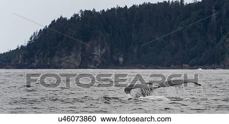 "Whale in the Pacific Ocean, Skeena-Queen Charlotte Regional District, Haida Gwaii, Graham Island, British Columbia, Canada" View Large Photo Image Stock Image - "Whale in the Pacific Ocean, Skeena-Queen Charlotte Regional District, Haida Gwaii, Graham Island, British Columbia, Canada". Fotosearch