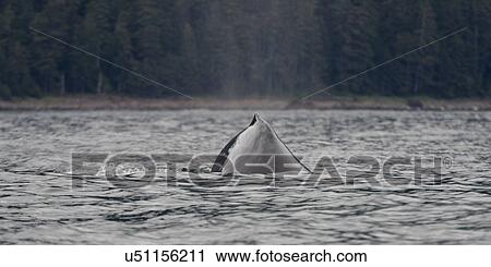 "Whale in the Pacific Ocean, Skeena-Queen Charlotte Regional District, Haida Gwaii, Graham Island, British Columbia, Canada" View Large Photo Image Stock Image - "Whale in the Pacific Ocean, Skeena-Queen Charlotte Regional District, Haida Gwaii, Graham Island, British Columbia, Canada". Fotosearch
