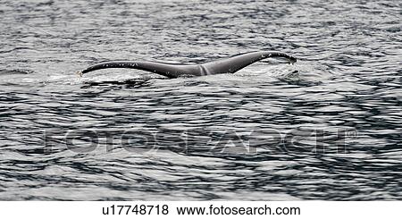 "Whale in the Pacific Ocean, Skeena-Queen Charlotte Regional District, Haida Gwaii, Graham Island, British Columbia, Canada" View Large Photo Image Stock Photo - "Whale in the Pacific Ocean, Skeena-Queen Charlotte Regional District, Haida Gwaii, Graham Island, British Columbia, Canada". Fotosearch