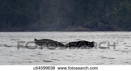 "Whale in the Pacific Ocean, Skeena-Queen Charlotte Regional District, Haida Gwaii, Graham Island, British Columbia, Canada" View Large Photo Image Stock Photo - "Whale in the Pacific Ocean, Skeena-Queen Charlotte Regional District, Haida Gwaii, Graham Island, British Columbia, Canada". Fotosearch