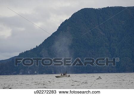 "Whale surfacing by a fishing boat in the Pacific Ocean, Skeena-Queen Charlotte Regional District, Haida Gwaii, Graham Island, British Columbia, Canada" View Large Photo Image Stock Image - "Whale surfacing by a fishing boat in the Pacific Ocean, Skeena-Queen Charlotte Regional District, Haida Gwaii, Graham Island, British Columbia, Canada". Fotosearch