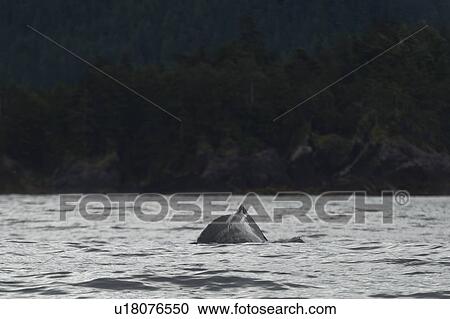 "Whale surfacing in the Pacific Ocean, Skeena-Queen Charlotte Regional District, Haida Gwaii, Graham Island, British Columbia, Canada" View Large Photo Image Stock Image - "Whale surfacing in the Pacific Ocean, Skeena-Queen Charlotte Regional District, Haida Gwaii, Graham Island, British Columbia, Canada". Fotosearch