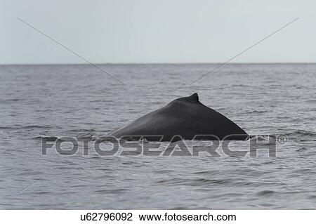 "Whale surfacing in the Pacific Ocean, Skeena-Queen Charlotte Regional District, Haida Gwaii, Graham Island, British Columbia, Canada" View Large Photo Image Stock Image - "Whale surfacing in the Pacific Ocean, Skeena-Queen Charlotte Regional District, Haida Gwaii, Graham Island, British Columbia, Canada". Fotosearch