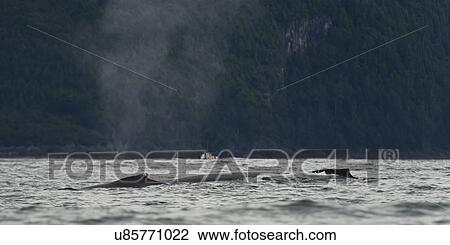 Stock Image - "Whale surfacing in the Pacific Ocean, Skeena-Queen Charlotte Regional District, Haida Gwaii, Graham Island, British Columbia, Canada". Fotosearch