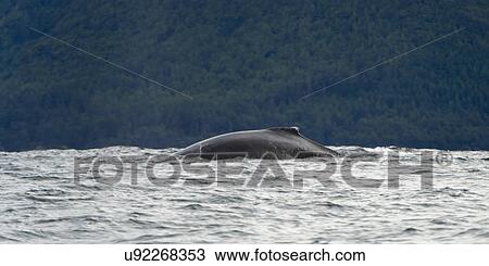 "Whale surfacing in the Pacific Ocean, Skeena-Queen Charlotte Regional District, Haida Gwaii, Graham Island, British Columbia, Canada" View Large Photo Image Stock Image - "Whale surfacing in the Pacific Ocean, Skeena-Queen Charlotte Regional District, Haida Gwaii, Graham Island, British Columbia, Canada". Fotosearch