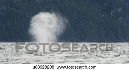 "Whale surfacing in the Pacific Ocean, Skeena-Queen Charlotte Regional District, Haida Gwaii, Graham Island, British Columbia, Canada" View Large Photo Image Stock Photo - "Whale surfacing in the Pacific Ocean, Skeena-Queen Charlotte Regional District, Haida Gwaii, Graham Island, British Columbia, Canada". Fotosearch