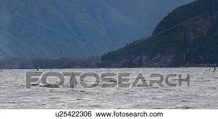 "Whale surfacing in the Pacific Ocean, Skeena-Queen Charlotte Regional District, Haida Gwaii, Graham Island, British Columbia, Canada" View Large Photo Image Stock Photograph - "Whale surfacing in the Pacific Ocean, Skeena-Queen Charlotte Regional District, Haida Gwaii, Graham Island, British Columbia, Canada". Fotosearch