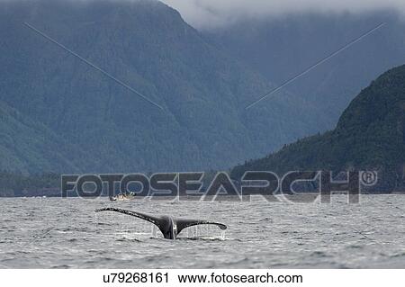 "Whale's tail in the Pacific Ocean, Skeena-Queen Charlotte Regional District, Haida Gwaii, Graham Island, British Columbia, Canada" View Large Photo Image Stock Image - "Whale's tail in the Pacific Ocean, Skeena-Queen Charlotte Regional District, Haida Gwaii, Graham Island, British Columbia, Canada". Fotosearch