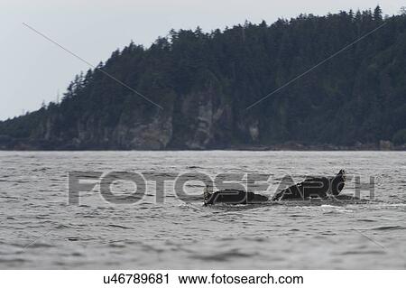 Stock Image - "Whale's tail surfacing in the Pacific Ocean, Skeena-Queen Charlotte Regional District, Haida Gwaii, Graham Island, British Columbia, Canada". Fotosearch