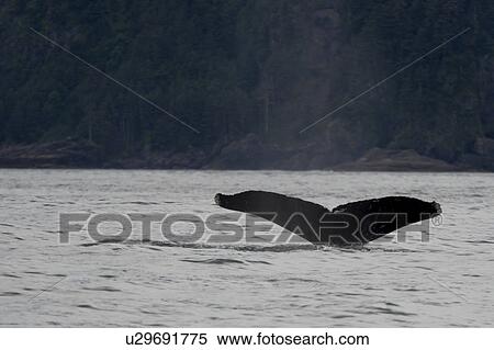 Stock Photography - "Whale's tail surfacing in the Pacific Ocean, Skeena-Queen Charlotte Regional District, Haida Gwaii, Graham Island, British Columbia, Canada". Fotosearch