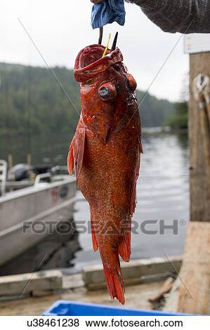 "Yelloweye rockfish, Skeena-Queen Charlotte Regional District, Haida Gwaii, Graham Island, British Columbia, Canada" View Large Photo Image Stock Photo - "Yelloweye rockfish, Skeena-Queen Charlotte Regional District, Haida Gwaii, Graham Island, British Columbia, Canada". Fotosearch