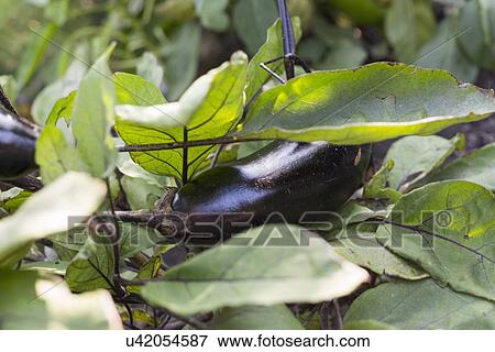 Stock Photo - Aubergine plant. Fotosearch