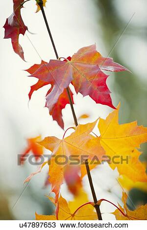 "Autumn leaves, close-up" View Large Photo Image Stock Image - "Autumn leaves, close-up". Fotosearch