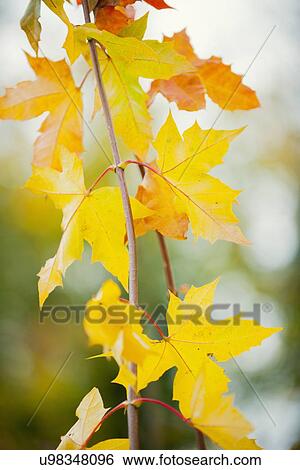 "Autumn leaves, close-up" View Large Photo Image Stock Photograph - "Autumn leaves, close-up". Fotosearch