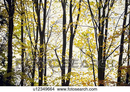 Autumn leaves on trees View Large Photo Image Picture - Autumn leaves on trees. Fotosearch