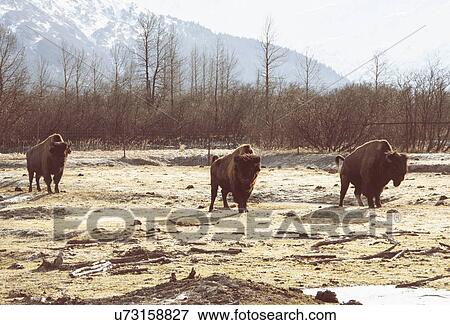 Stock Photo - "Bison, Girdwood, Anchorage, Alaska". Fotosearch