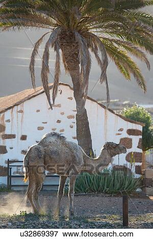 "Camel at dawn, La Oliva, Fuerteventura, Spain" View Large Photo Image Stock Photo - "Camel at dawn, La Oliva, Fuerteventura, Spain". Fotosearch