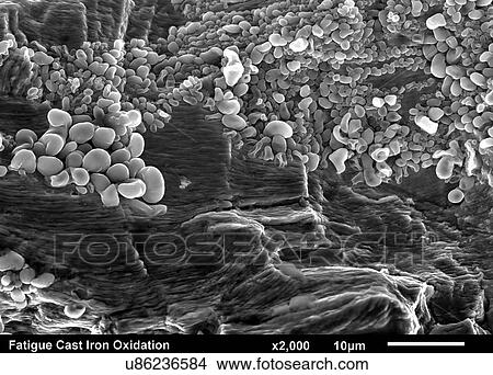 Cast Iron fractured surface. Fatigue Striations under iron oxide corrosion imaged in a scanning electron microscope View Large Photo Image Picture - Cast Iron fractured surface. Fatigue Striations under iron oxide corrosion imaged in a scanning electron microscope. Fotosearch