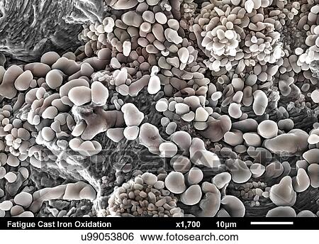 Cast Iron fractured surface. Fatigue striations under iron oxide corrosion imaged in a scanning electron microscope View Large Photo Image Stock Photograph - Cast Iron fractured surface. Fatigue striations under iron oxide corrosion imaged in a scanning electron microscope. Fotosearch